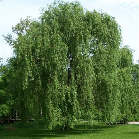 willow wikipedia